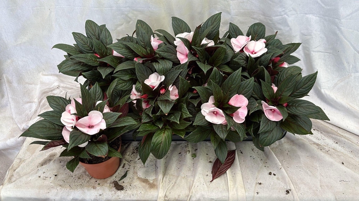 <h4>IMPAT WHITE PINK EYE</h4>