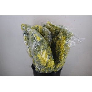 Mimosa Dennisbode Blooming P Bunch