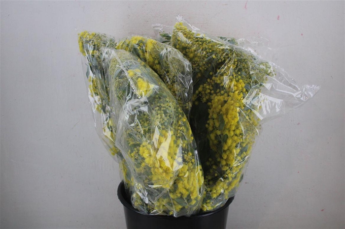 <h4>Mimosa Dennisbode Blooming P Bunch</h4>