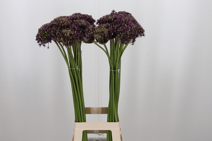 <h4>Allium Cherry</h4>