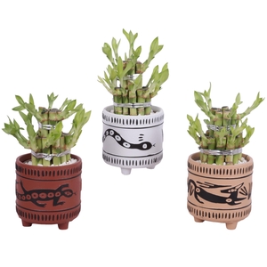 Lucky Bamboo Shape Round 2B Ø10cm Ceramic EV664