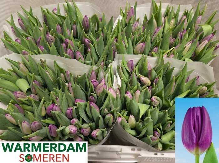 <h4>TU EN PURPLE FLAG</h4>