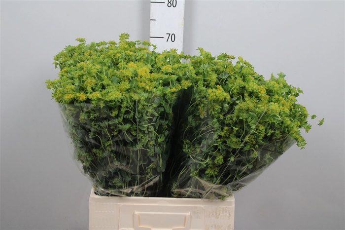 <h4>Bupleurum Griffithii</h4>
