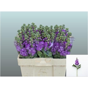 MATTH FIGARO LAVENDE