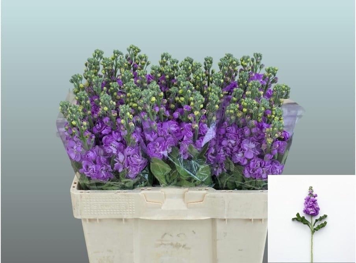 <h4>MATTH FIGARO LAVENDE</h4>