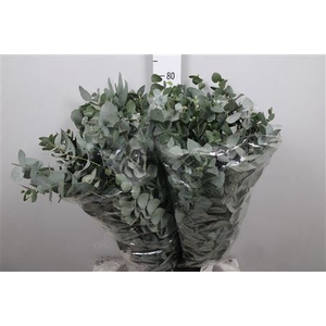 Euca Cinerea Extra