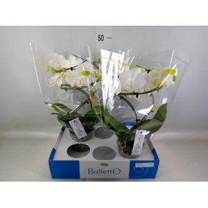 Phalaenopsis   ...white
