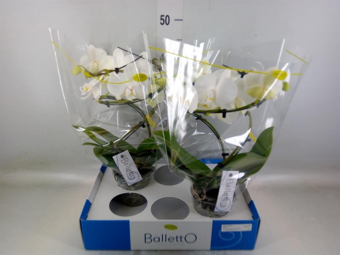 <h4>Phalaenopsis   ...white</h4>