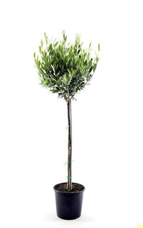 <h4>Olea Stem</h4>