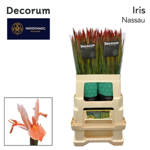 Iris Nassau Decorum