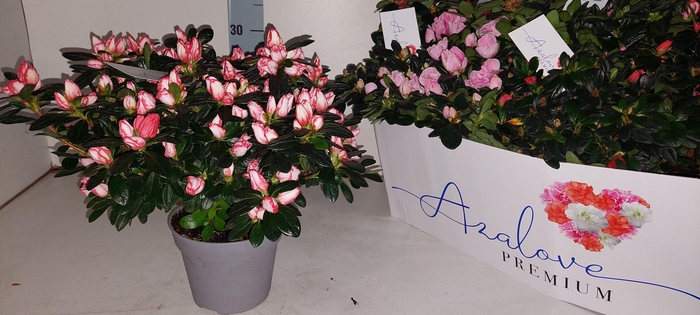 <h4>RHODO SI GEM 4 SRT</h4>