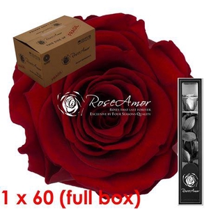 30cm Stem Red01 Bulk