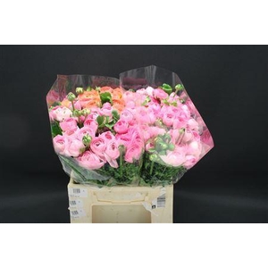 RANUNCULUS  'ELEGANCE PINK' RANONKE