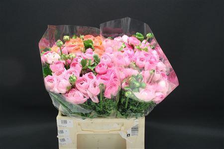 <h4>RANUNCULUS  'ELEGANCE PINK' RANONKE</h4>