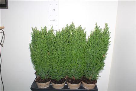 <h4>Cham L Ellwoodii</h4>