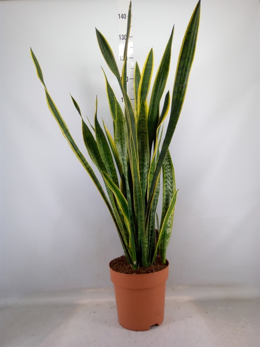 <h4>Sansevieria trifa. 'Laurentii'</h4>