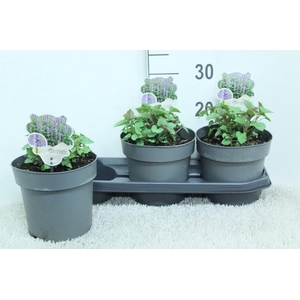 Agastache Blue Fortune