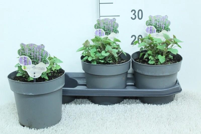 <h4>Agastache Blue Fortune</h4>