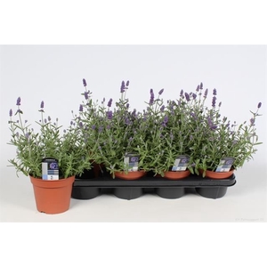 Lavandula Ardèche Blue