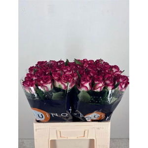Rosa a grande fleur Ducati