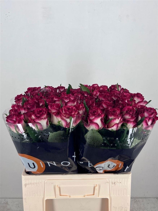 <h4>Rosa a grande fleur Ducati</h4>