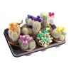 Cactus gemengd strobloem gemengd in tray Strobloem groot, CD10001