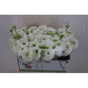 Ran Cloni 1 White Succes