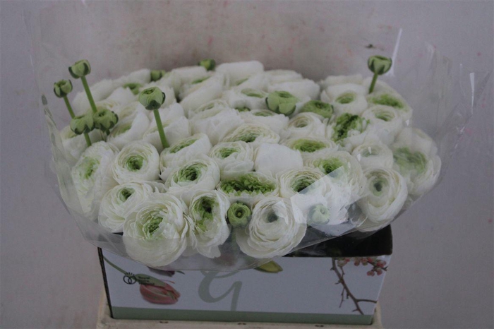 <h4>Ran Cloni 1 White Succes</h4>