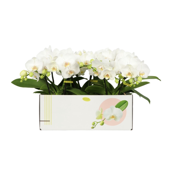 <h4>Phalaenopsis wit meer takken</h4>