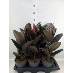 Ficus elastica 'Abidjan'