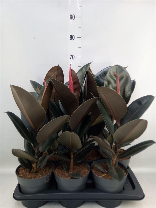 <h4>Ficus elastica 'Abidjan'</h4>