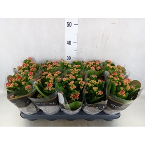 Kalanchoe blos. 'RosDon Justino'