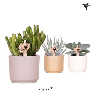 Kolibri Greens Succulenten in Simplicity pot white gold taupe