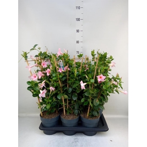 Mandevilla am. 'Sundav Cream Pink'