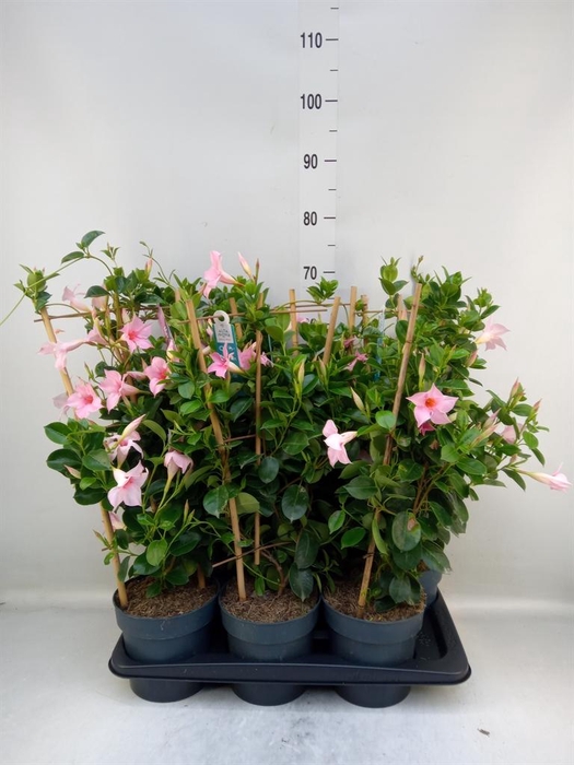 <h4>Mandevilla am. 'Sundav Cream Pink'</h4>