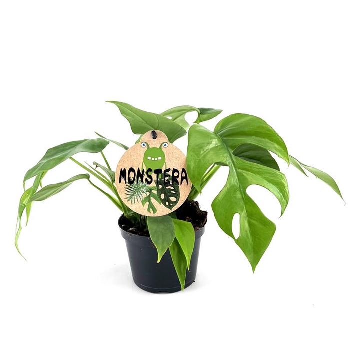 MONSTERA MINIMA P12 COMPACT