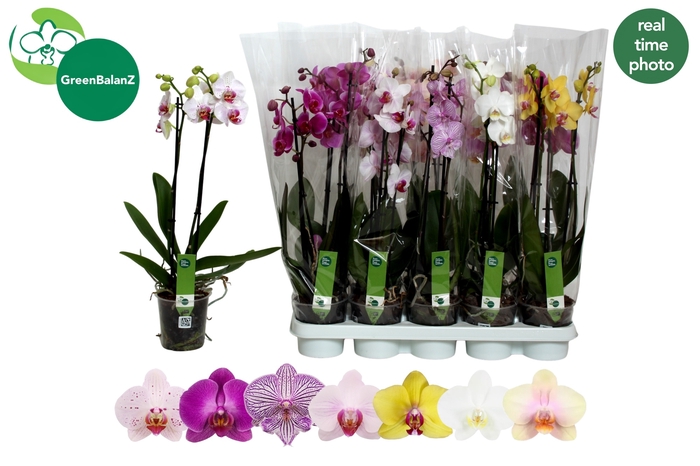 <h4>PHAL GEM 7 KL</h4>