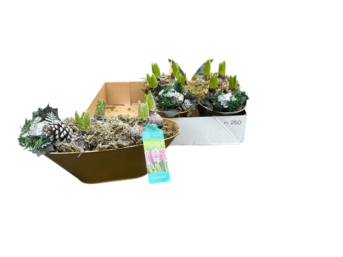 <h4>ARR HYACINTH</h4>