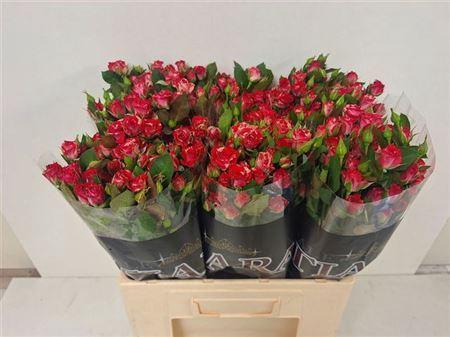 <h4>R Tr Fireworks</h4>