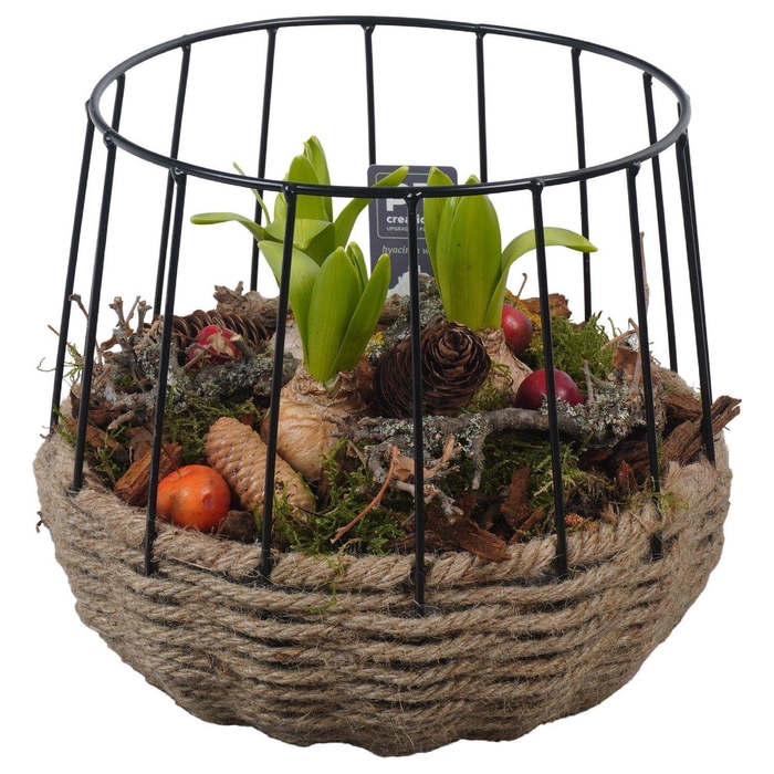 <h4>Arr.  Hyacinthus H%</h4>