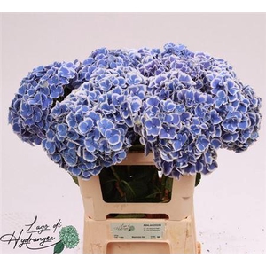 Hydr M Beau Dali 60cm