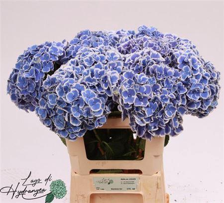 <h4>Hydr M Beau Dali 60cm</h4>