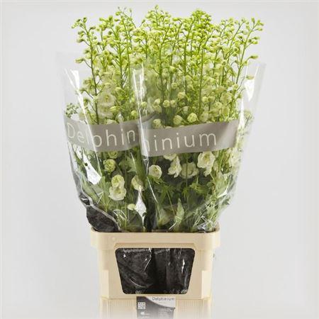 <h4>Delph Du Centu White 120cm</h4>