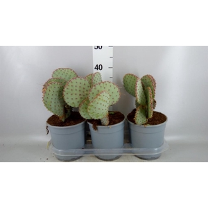 Opuntia