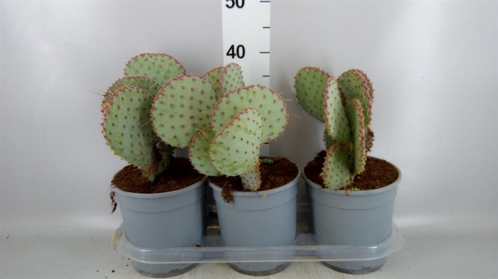 <h4>Opuntia</h4>