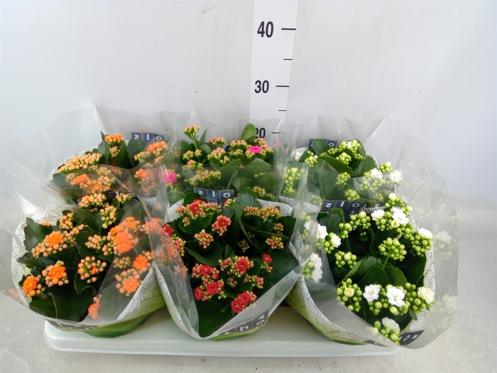 <h4>Kalanchoe blos.   ..rosebud mix  4</h4>