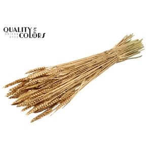 Triticum per bunch Antique Gold