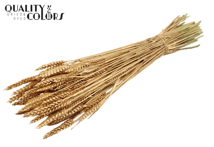 Triticum per bunch Antique Gold