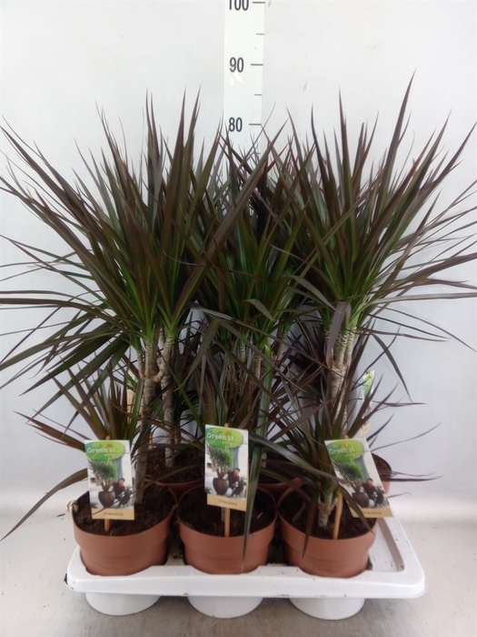 <h4>Dracaena marg. 'Magenta'</h4>