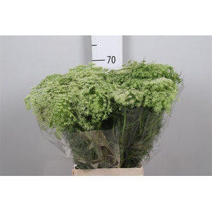 Ammi Visnaga